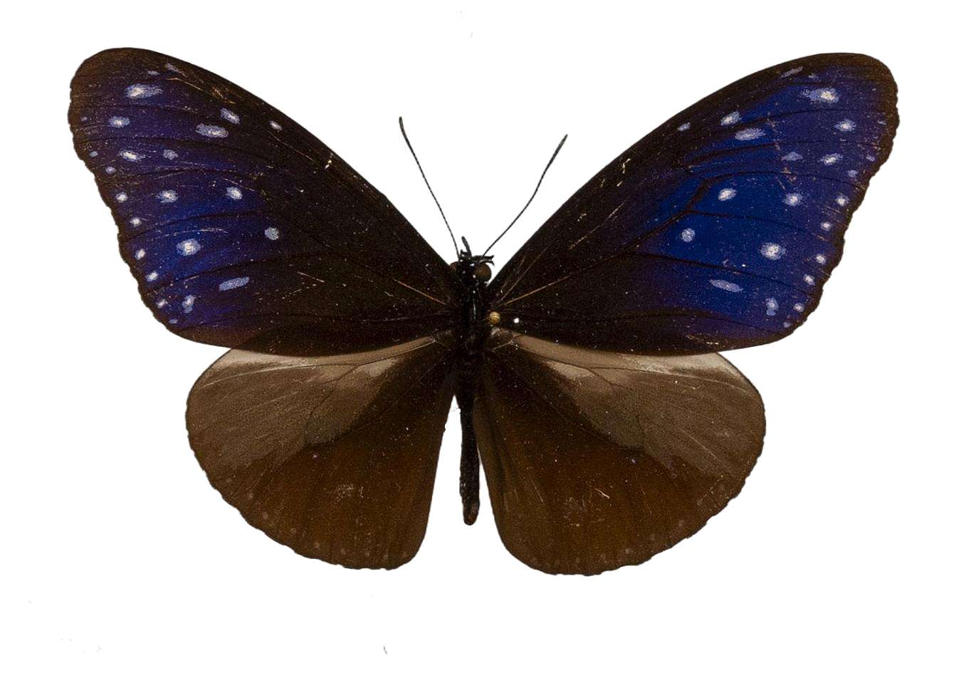 Euploea mulciber — NYMPHALIDAE/Daninae/_TDR5490.jpg