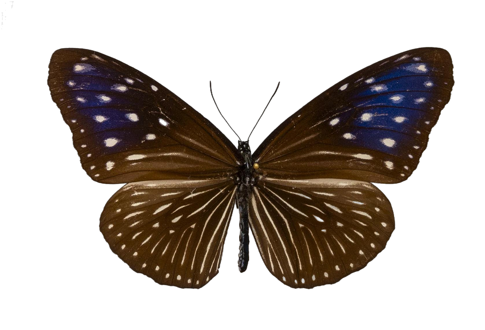 Euploea mulciber — NYMPHALIDAE/Daninae/_TDR5490.jpg