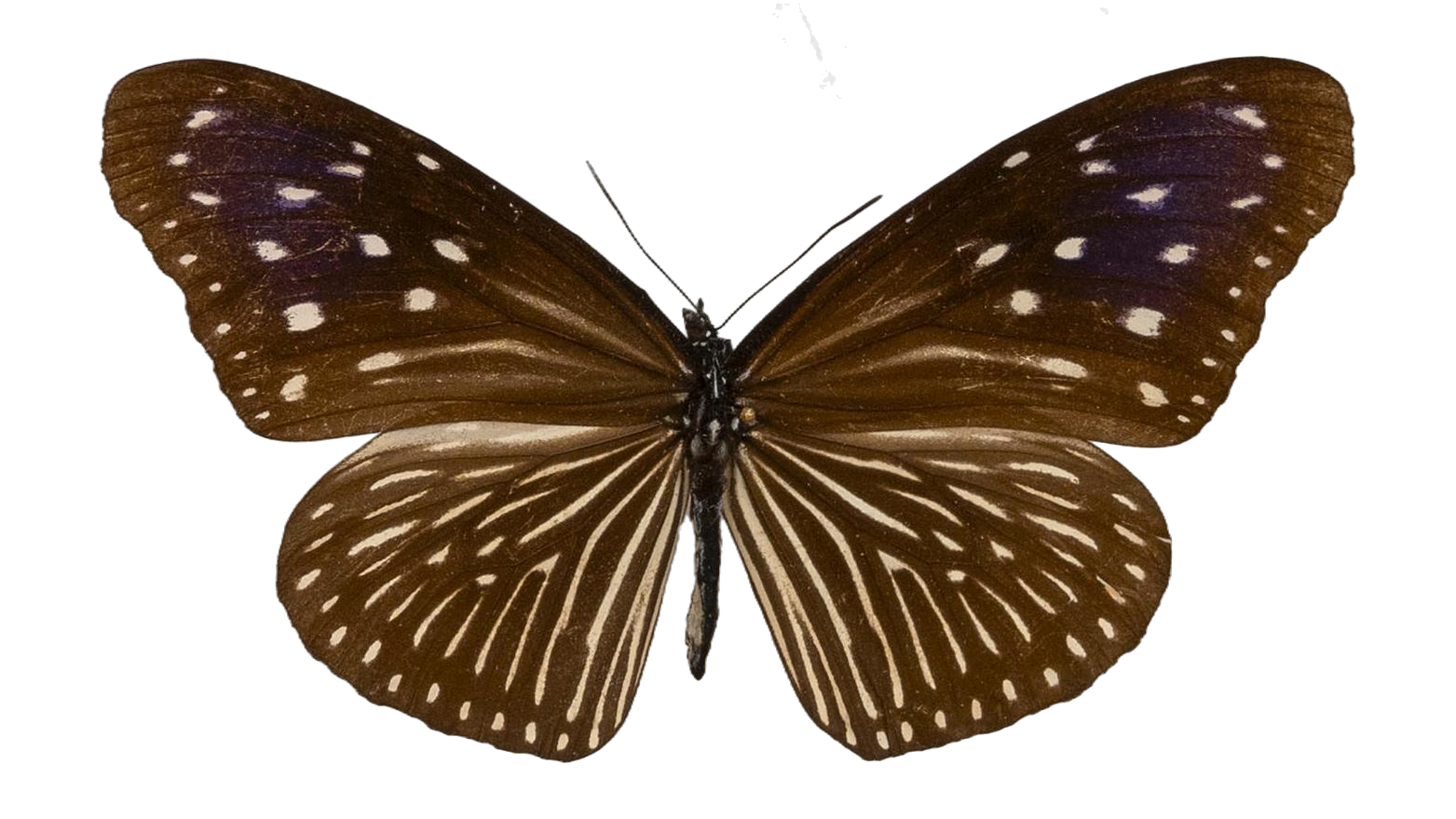 Euploea mulciber — NYMPHALIDAE/Daninae/_TDR5490.jpg