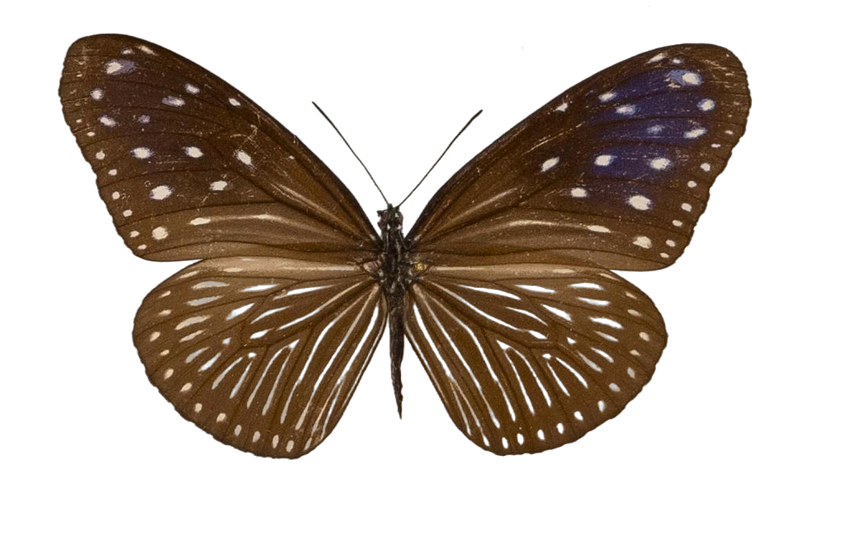 Euploea mulciber — NYMPHALIDAE/Daninae/_TDR5490.jpg