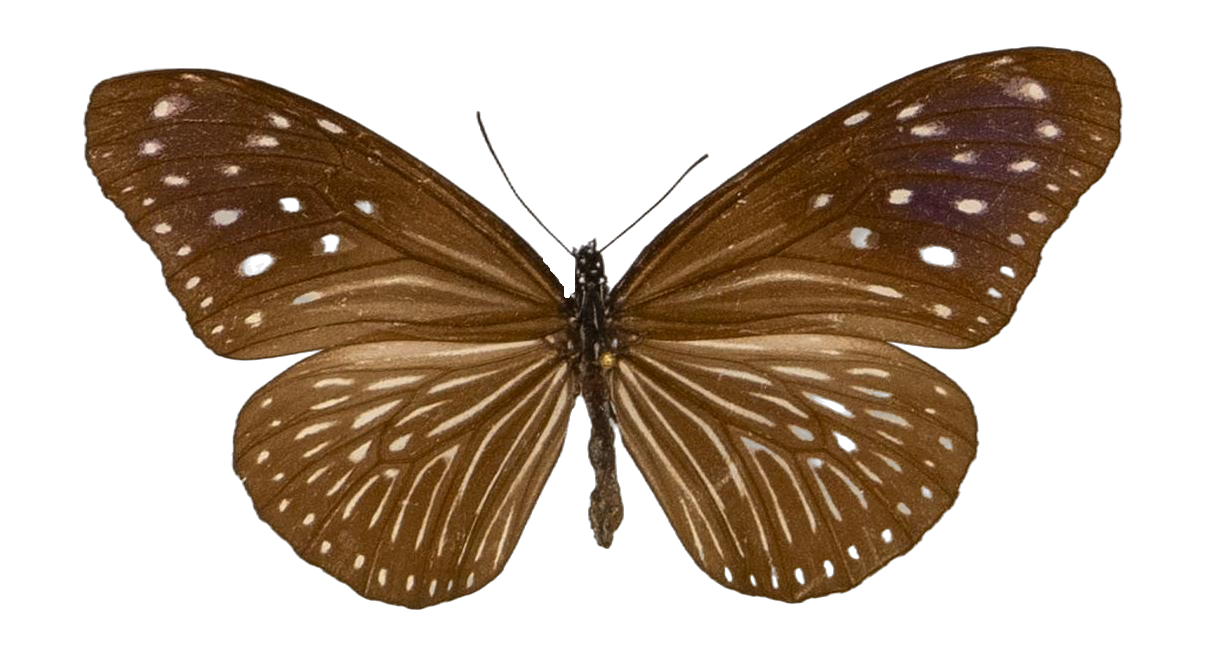 Euploea mulciber — NYMPHALIDAE/Daninae/_TDR5490.jpg