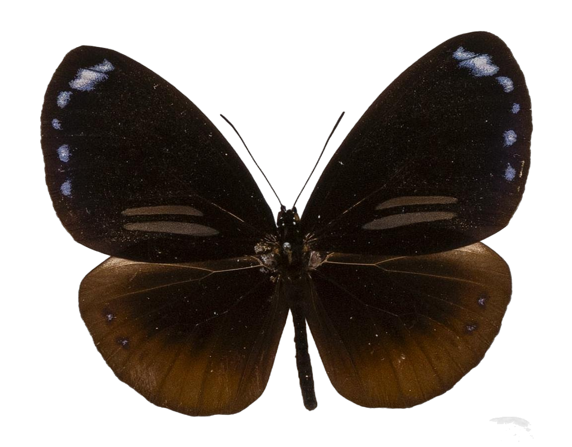 Euploea sylvester doleschallii — NYMPHALIDAE/Daninae/_TDR5490.jpg