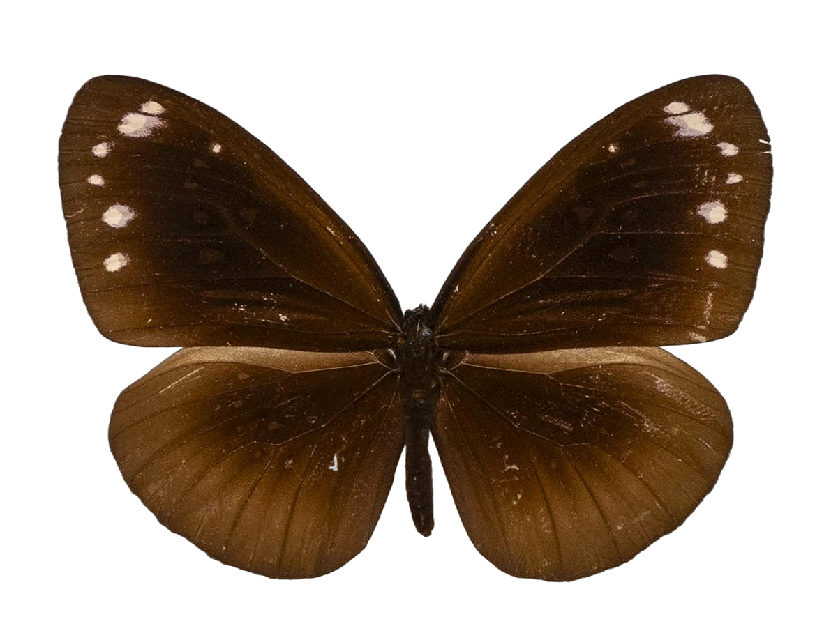 Euploea sylvester doleschallii — NYMPHALIDAE/Daninae/_TDR5490.jpg