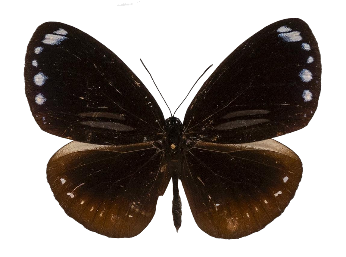 Euploea sylvester doleschallii — NYMPHALIDAE/Daninae/_TDR5490.jpg