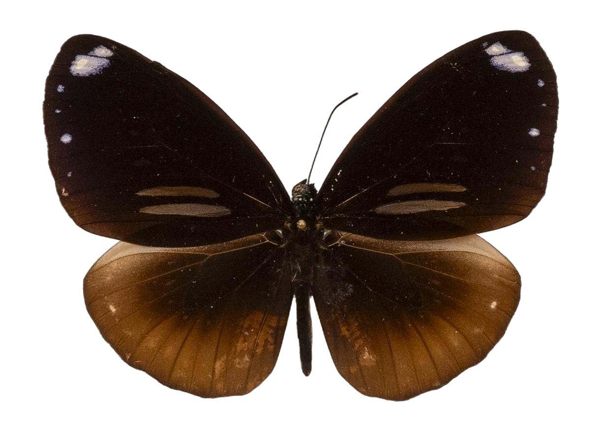 Euploea sylvester doleschallii — NYMPHALIDAE/Daninae/_TDR5490.jpg