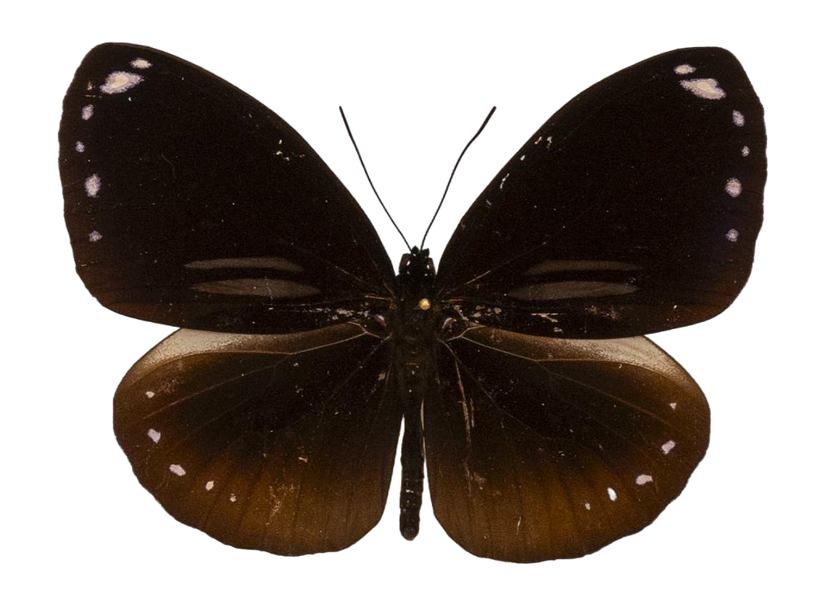 Euploea sylvester doleschallii — NYMPHALIDAE/Daninae/_TDR5490.jpg