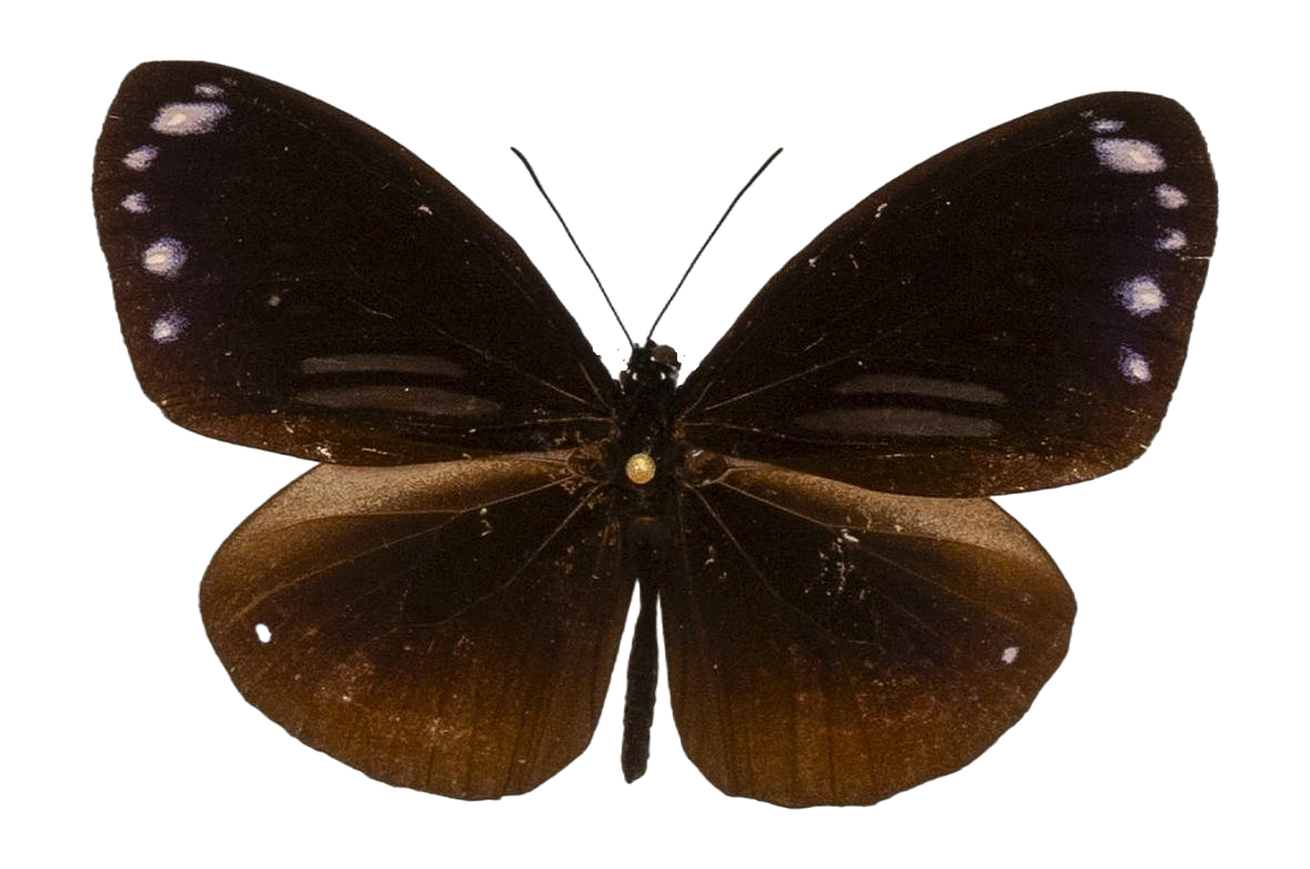 Euploea sylvester doleschallii — NYMPHALIDAE/Daninae/_TDR5490.jpg