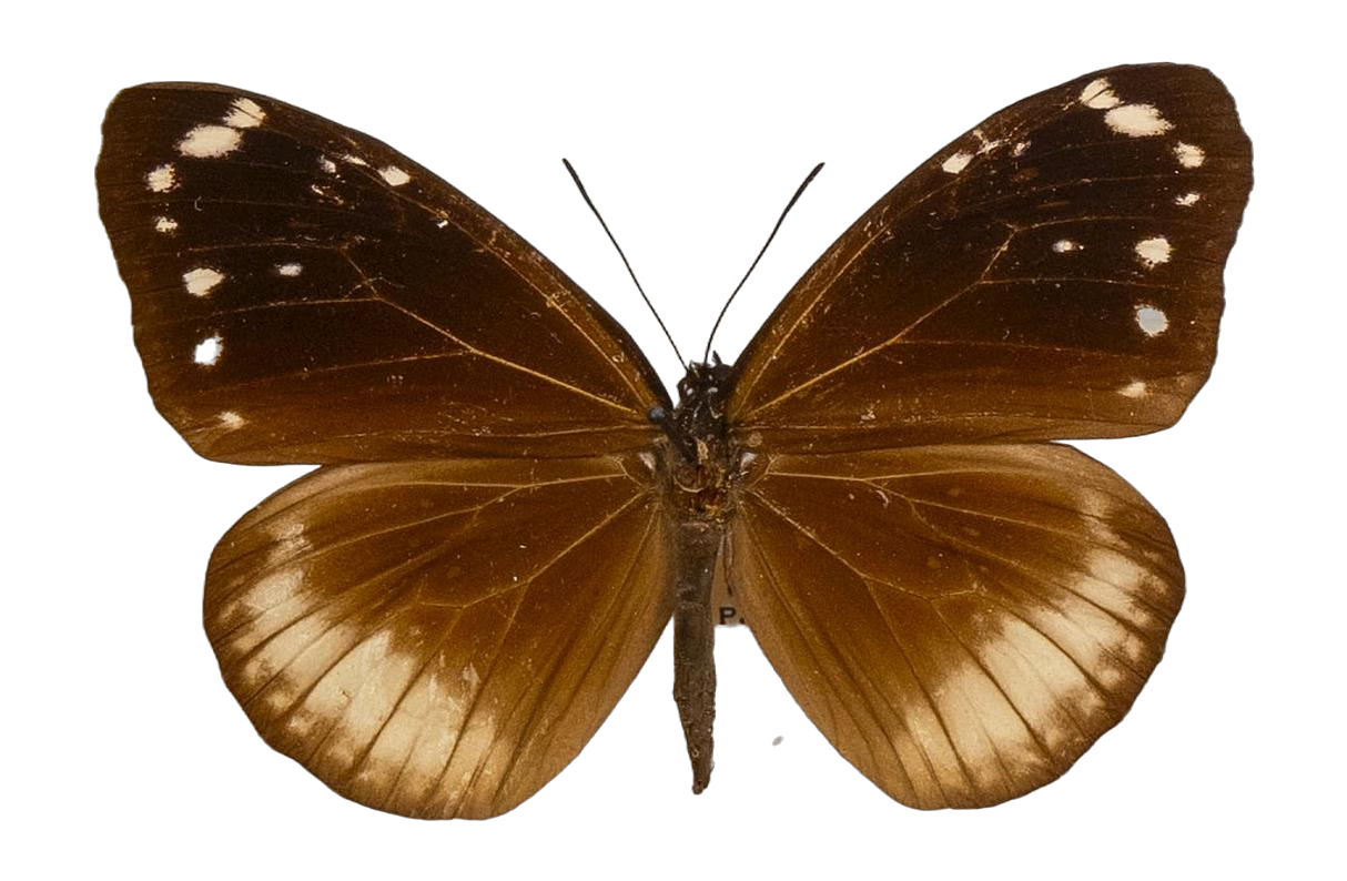 Euploea euphon — NYMPHALIDAE/Daninae/_TDR5490.jpg
