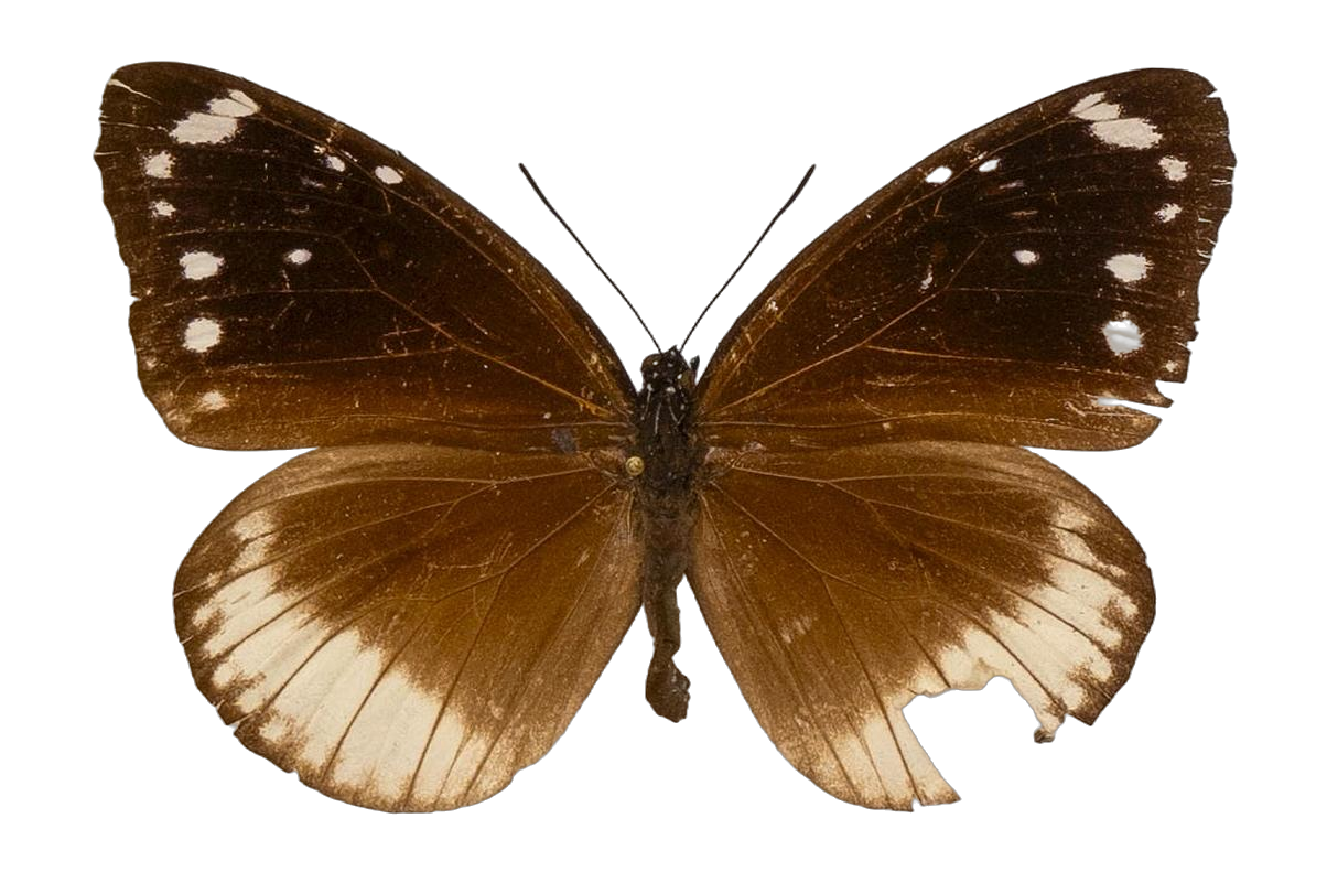Euploea euphon — NYMPHALIDAE/Daninae/_TDR5490.jpg