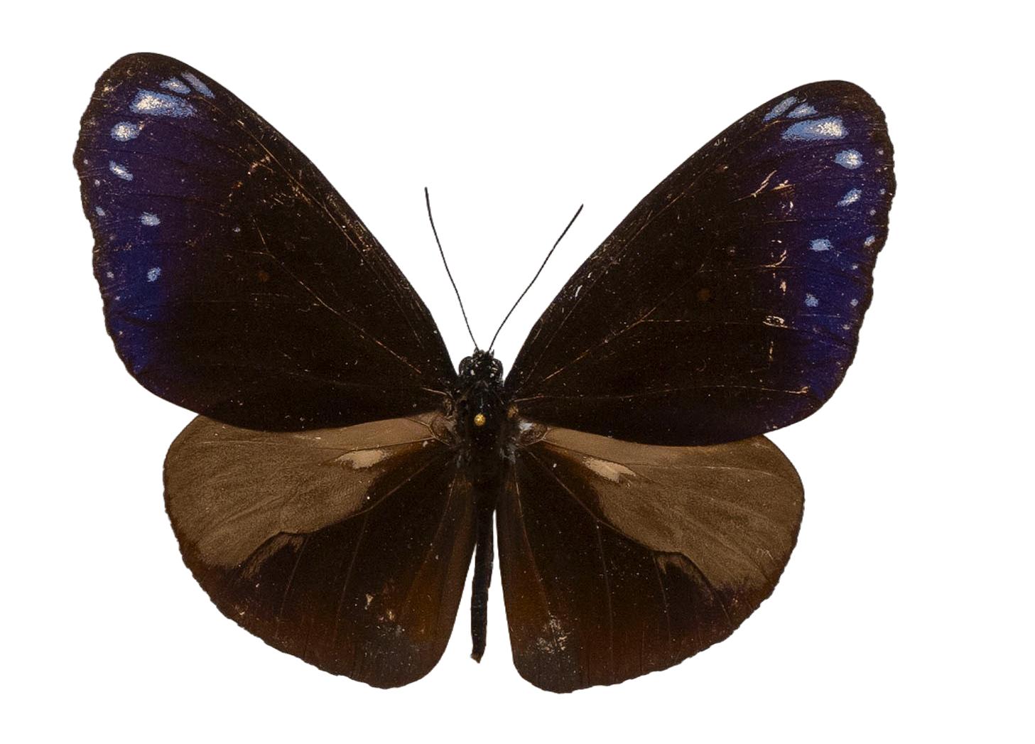 Euploea mulciber verhuelli — NYMPHALIDAE/Daninae/_TDR5491.jpg