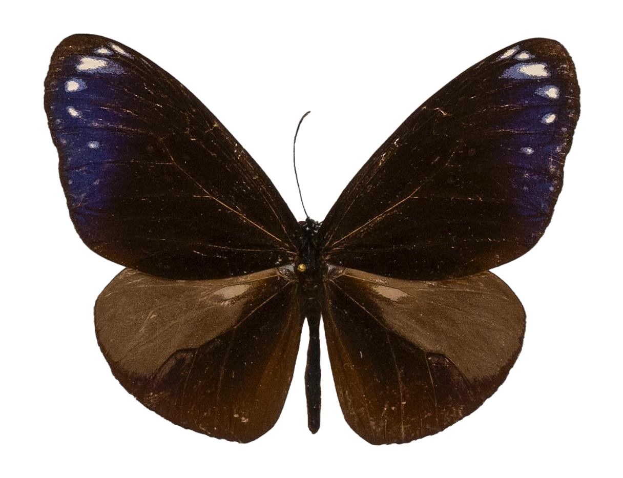 Euploea mulciber verhuelli — NYMPHALIDAE/Daninae/_TDR5491.jpg