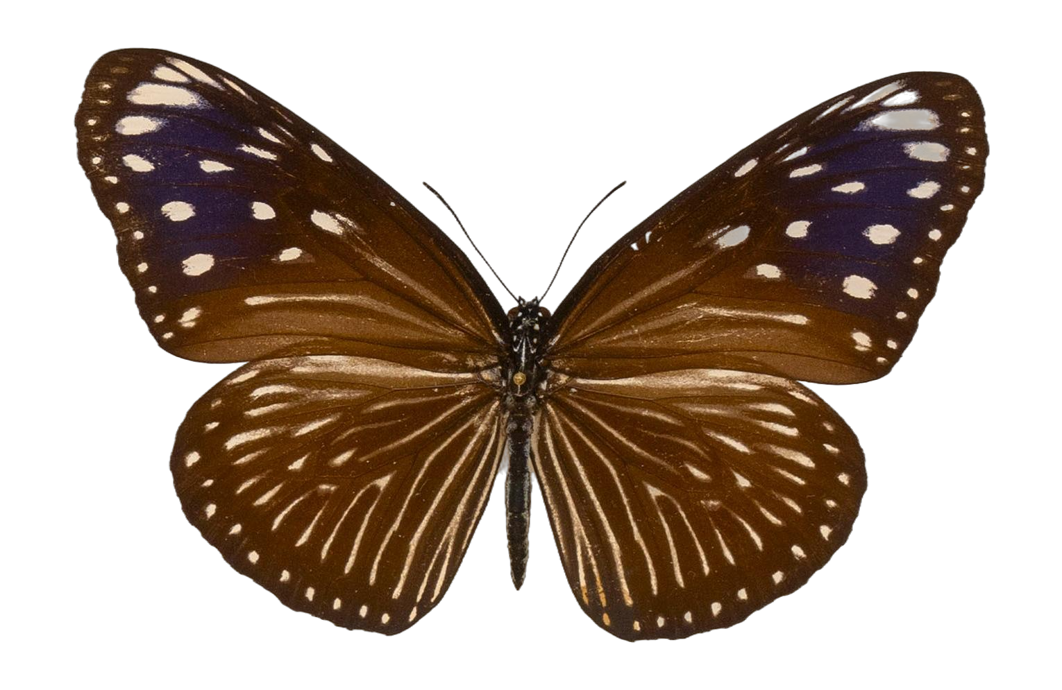 Euploea mulciber verhuelli — NYMPHALIDAE/Daninae/_TDR5491.jpg
