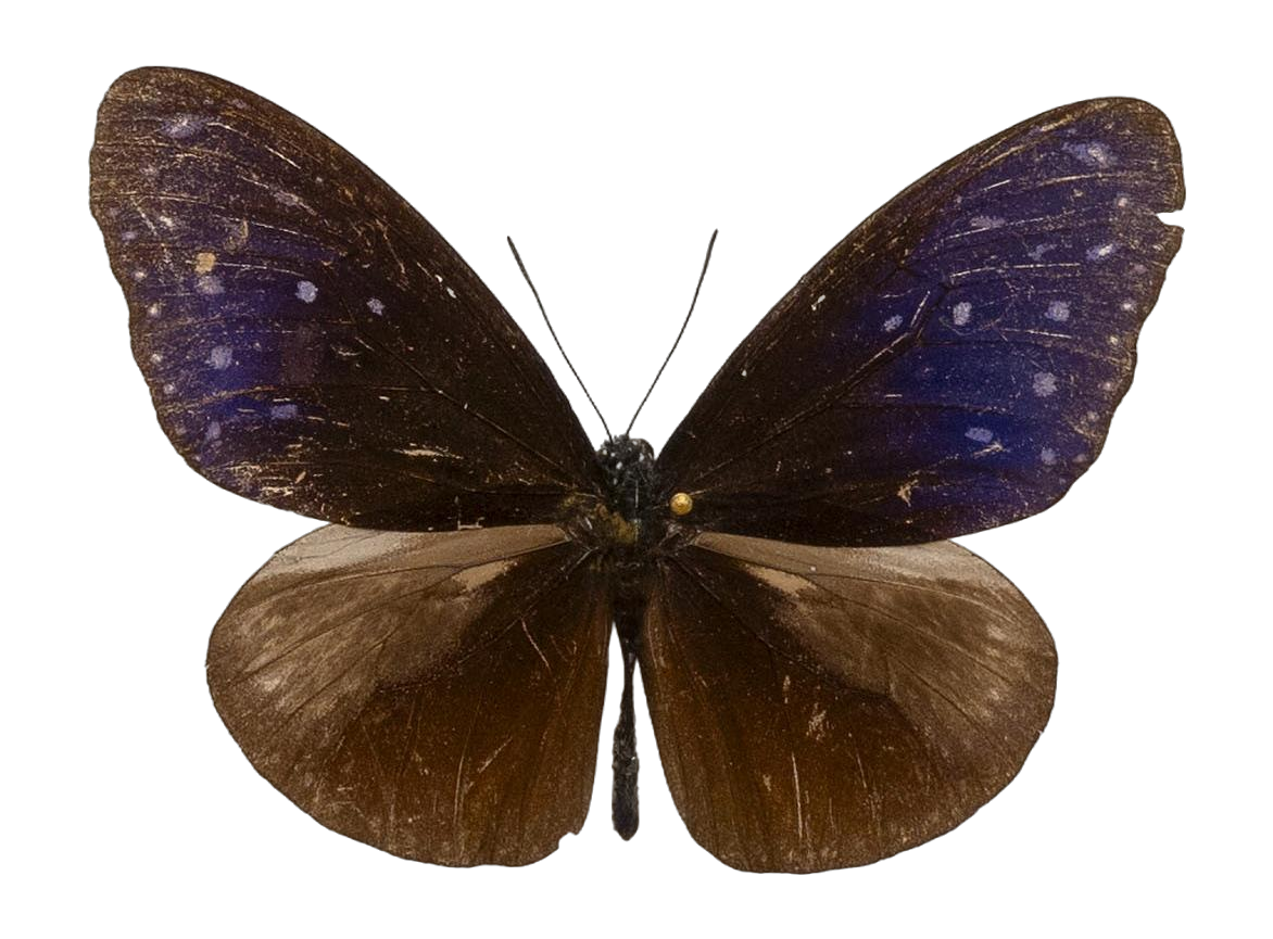 Euploea mulciber paupera — NYMPHALIDAE/Daninae/_TDR5491.jpg