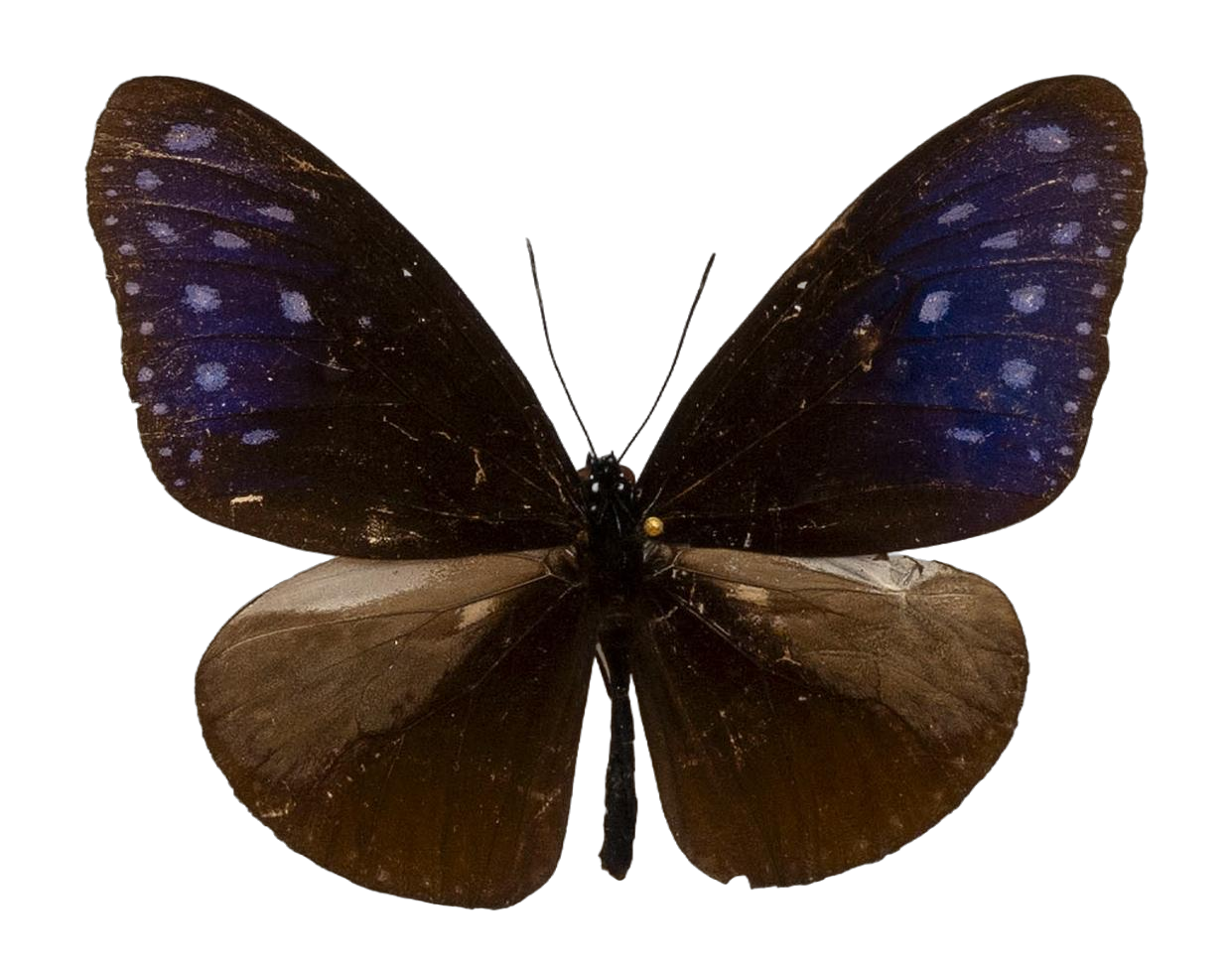 Euploea mulciber paupera — NYMPHALIDAE/Daninae/_TDR5491.jpg