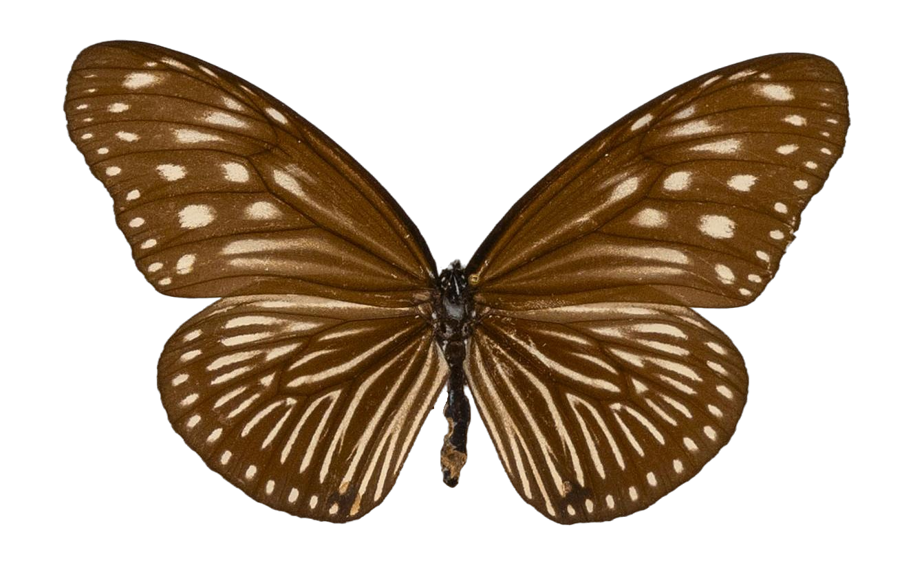 Euploea mulciber paupera — NYMPHALIDAE/Daninae/_TDR5491.jpg