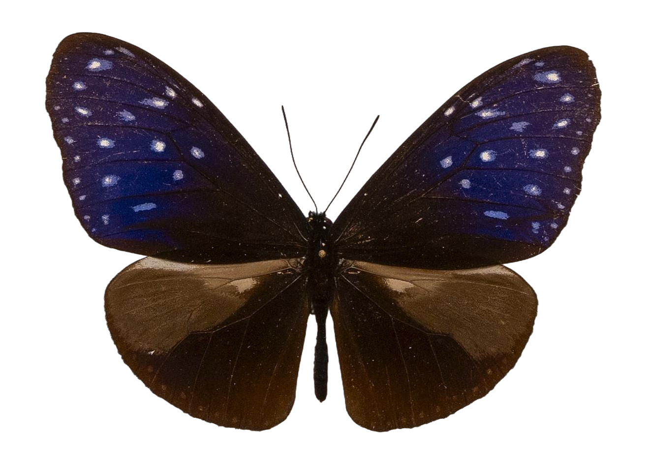 Euploea mulciber vandeventeri — NYMPHALIDAE/Daninae/_TDR5491.jpg