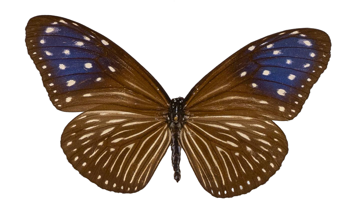 Euploea mulciber vandeventeri — NYMPHALIDAE/Daninae/_TDR5491.jpg