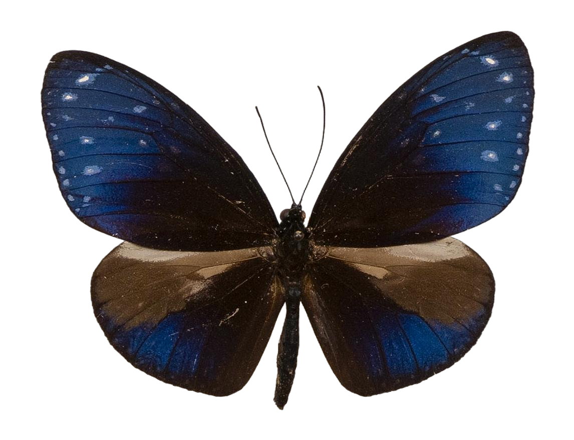 Euploea mulciber dufresne — NYMPHALIDAE/Daninae/_TDR5491.jpg