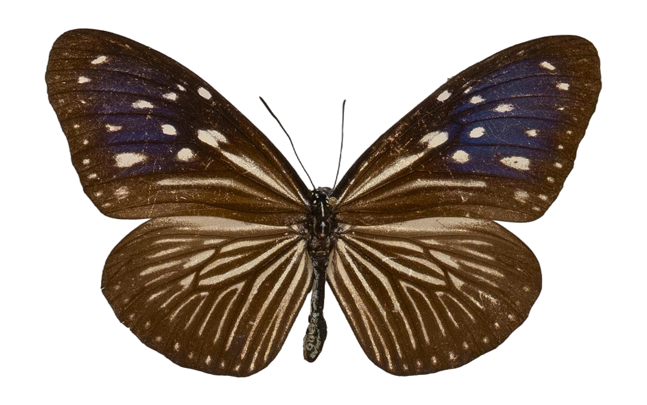 Euploea mulciber mindanensis — NYMPHALIDAE/Daninae/_TDR5491.jpg
