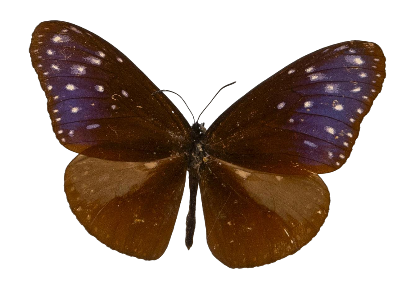 Euploea mulciber barsine — NYMPHALIDAE/Daninae/_TDR5491.jpg