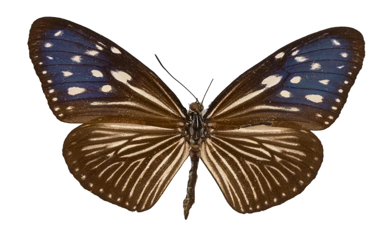Euploea mulciber semperi — NYMPHALIDAE/Daninae/_TDR5491.jpg