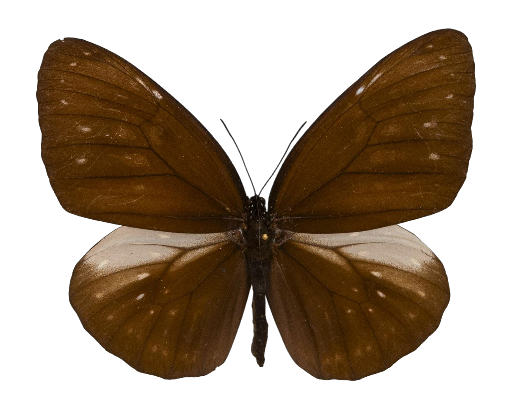 Euploea phaenareta heurippa — NYMPHALIDAE/Daninae/_TDR5492.jpg