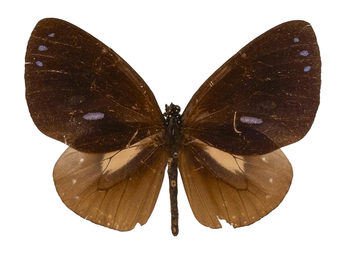 Euploea eunice vestigiata — NYMPHALIDAE/Daninae/_TDR5493.jpg