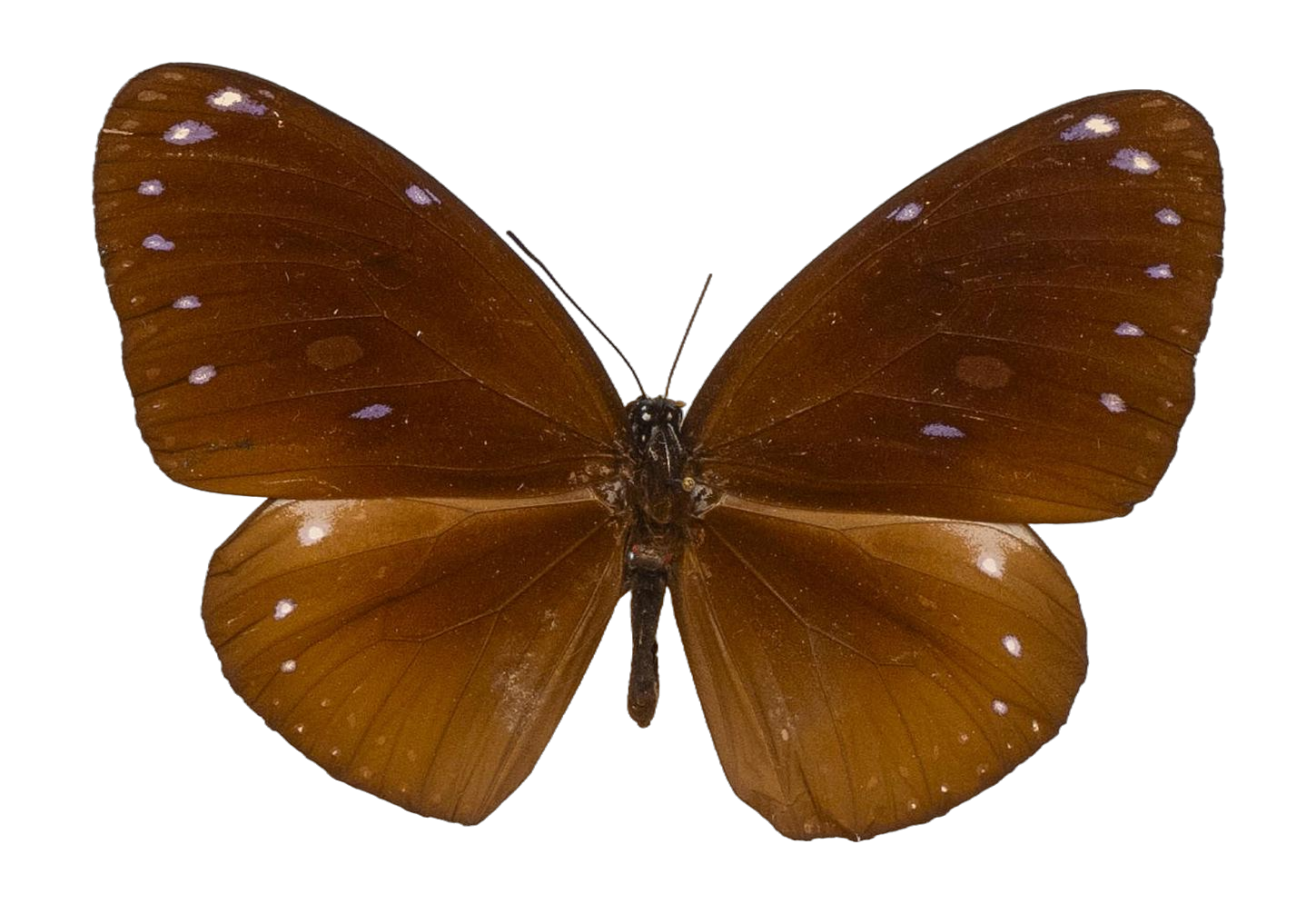 Euploea leucostictos leucostictos — NYMPHALIDAE/Daninae/_TDR5493.jpg