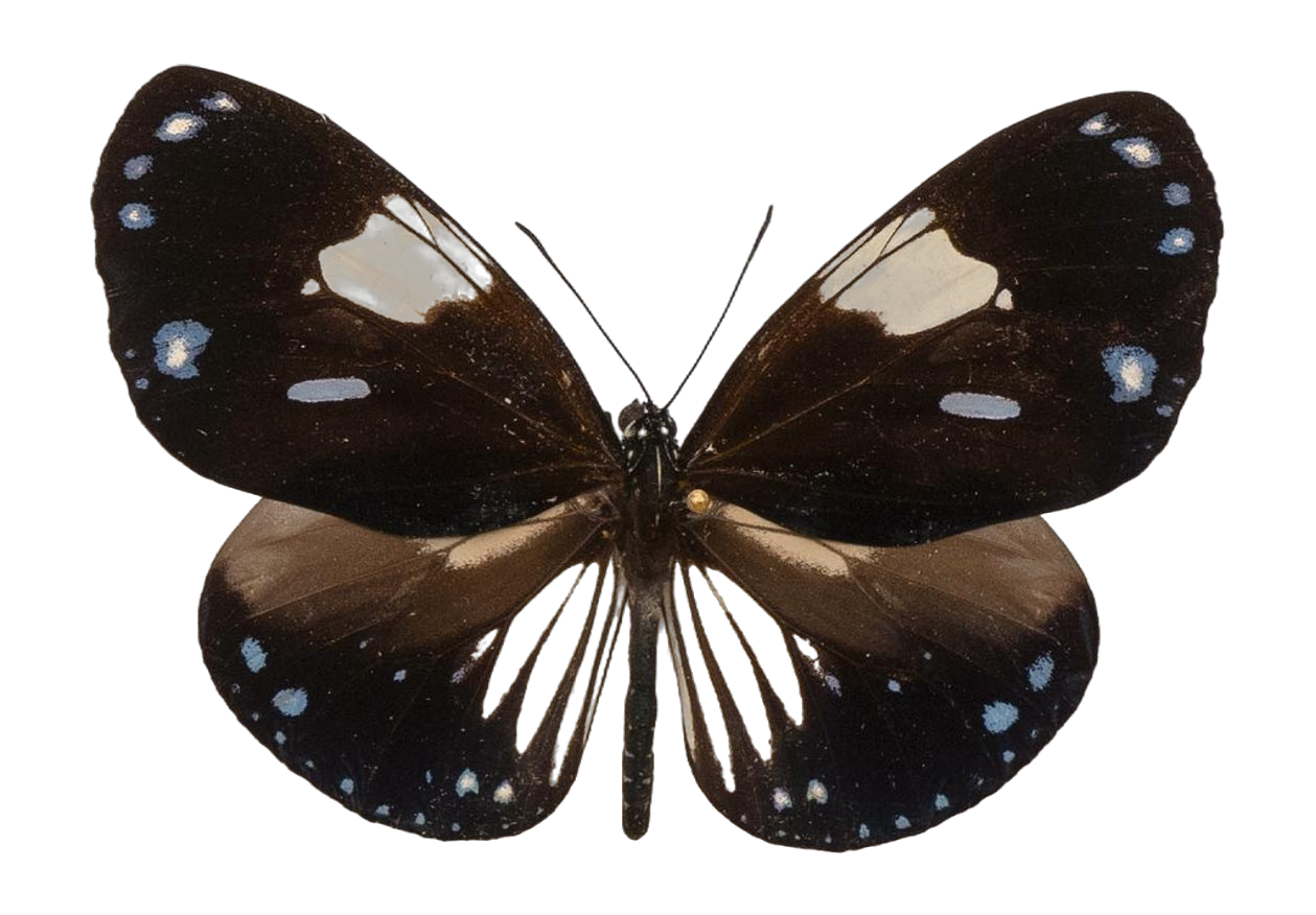 Euploea radamanthus alcidice — NYMPHALIDAE/Daninae/_TDR5494.jpg
