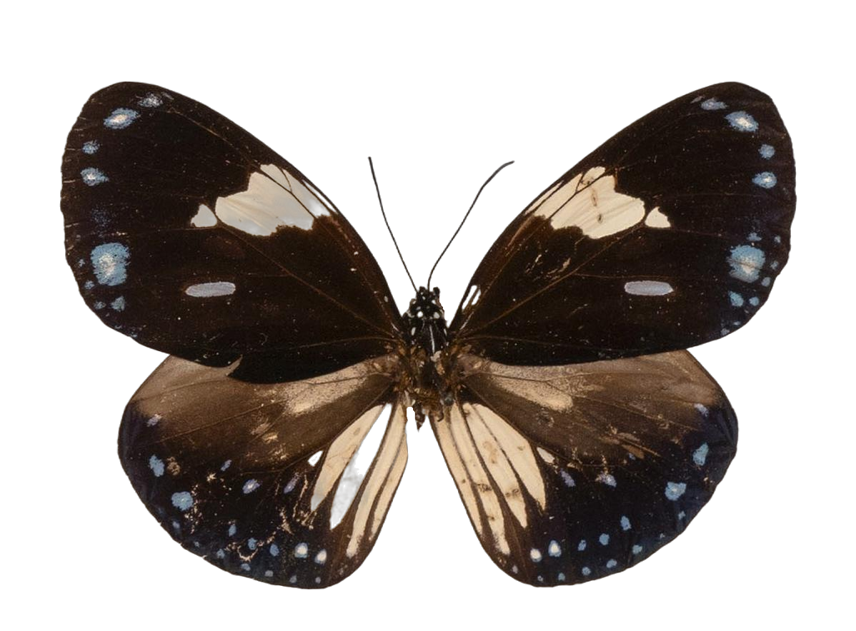 Euploea radamanthus alcidice — NYMPHALIDAE/Daninae/_TDR5494.jpg