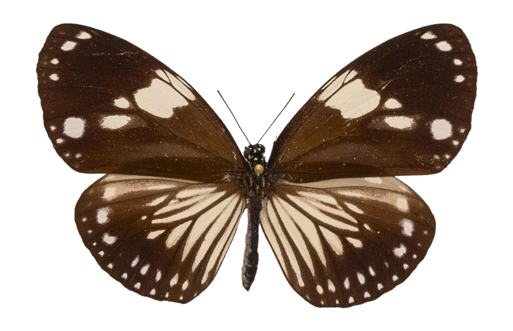 Euploea radamanthus alcidice — NYMPHALIDAE/Daninae/_TDR5494.jpg