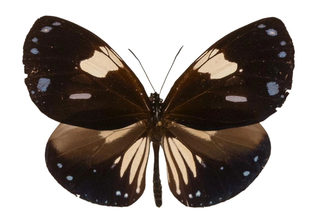Euploea radamanthus radamanthus — NYMPHALIDAE/Daninae/_TDR5494.jpg