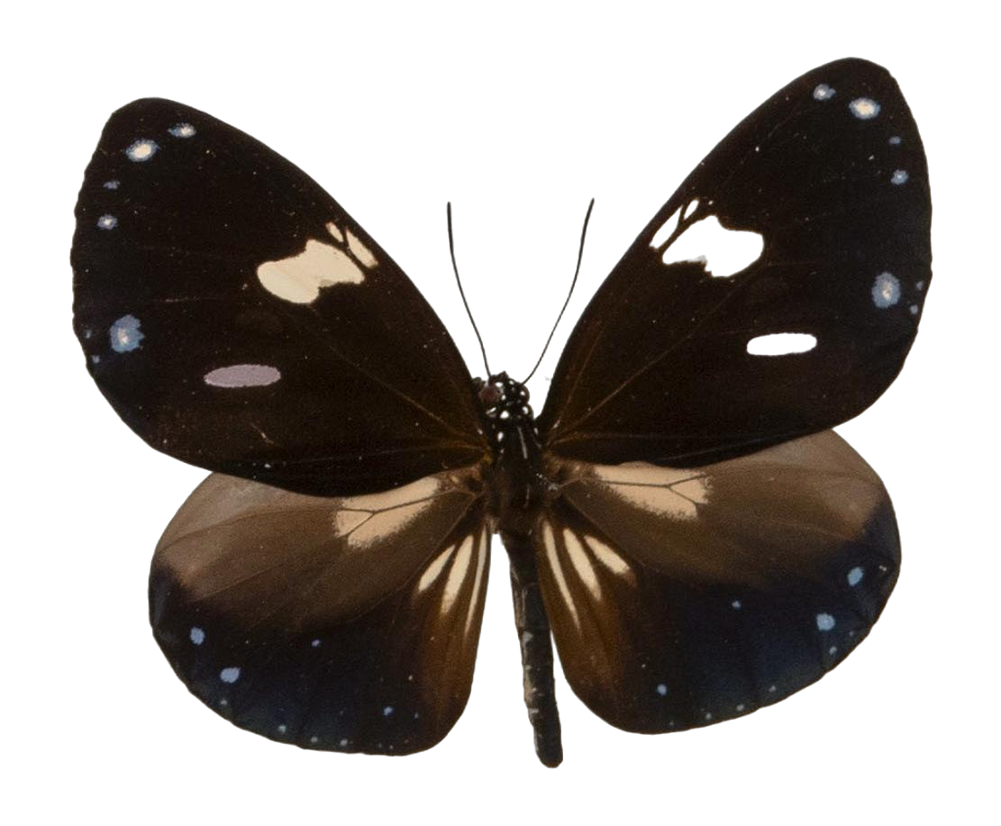 Euploea radamanthus radamanthus — NYMPHALIDAE/Daninae/_TDR5494.jpg