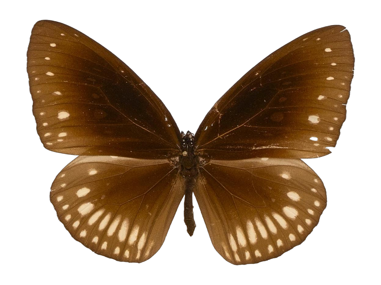 Euploea klugii sinhala — NYMPHALIDAE/Daninae/_TDR5494.jpg