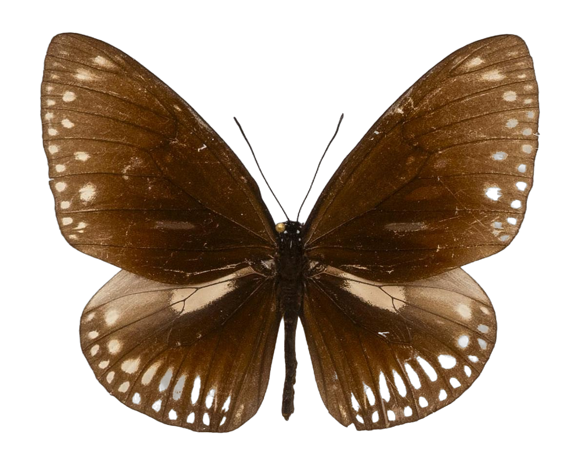 Euploea midamus clorinde — NYMPHALIDAE/Daninae/_TDR5494.jpg