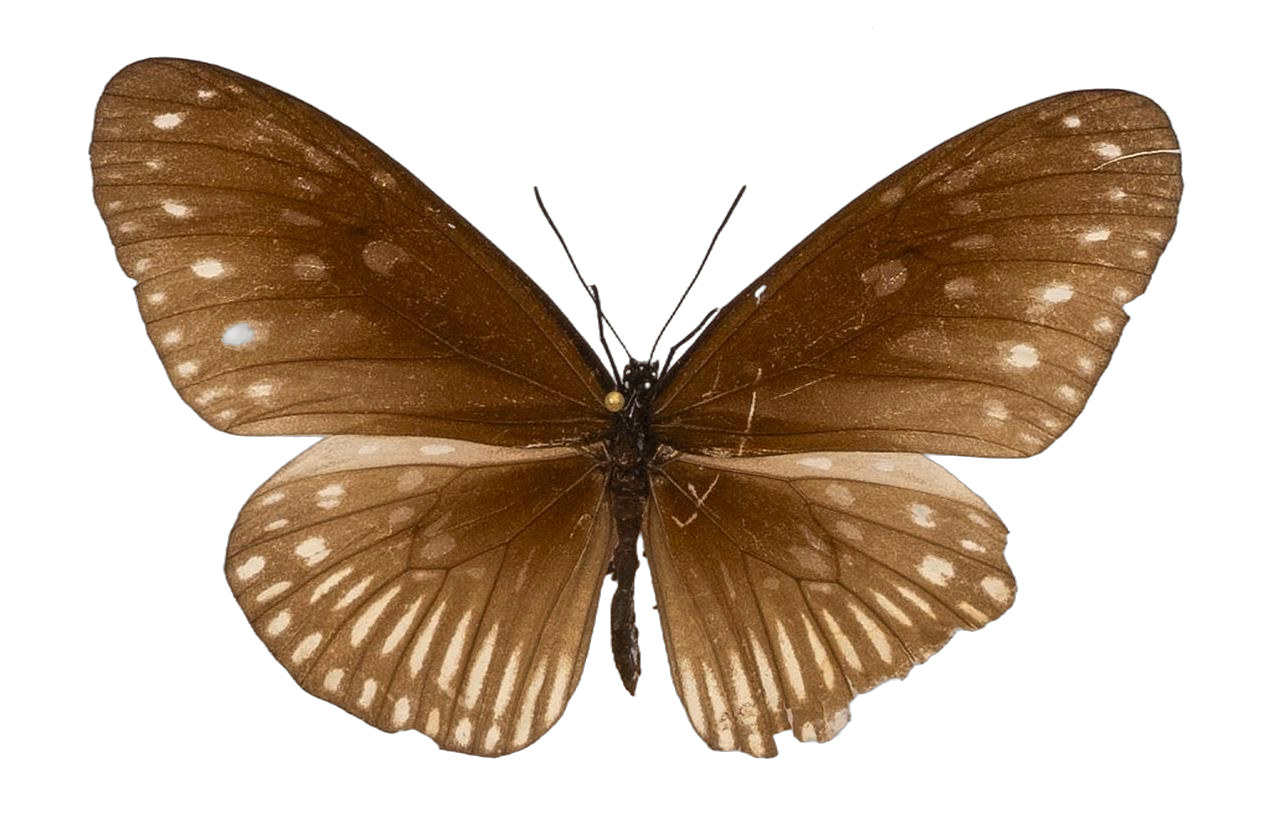Euploea midamus clorinde — NYMPHALIDAE/Daninae/_TDR5494.jpg