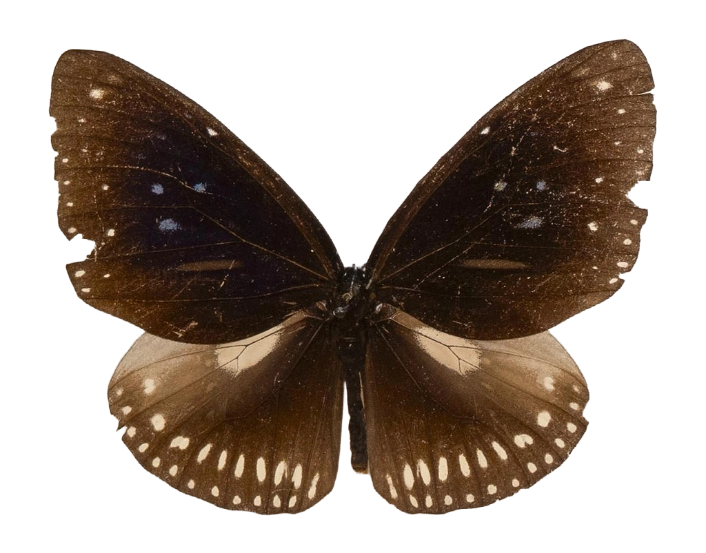 Euploea midamus subsp. midamus — NYMPHALIDAE/Daninae/_TDR5494.jpg