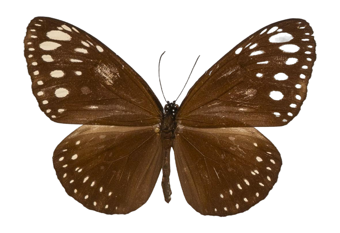 Euploea midamus staudingeri — NYMPHALIDAE/Daninae/_TDR5494.jpg