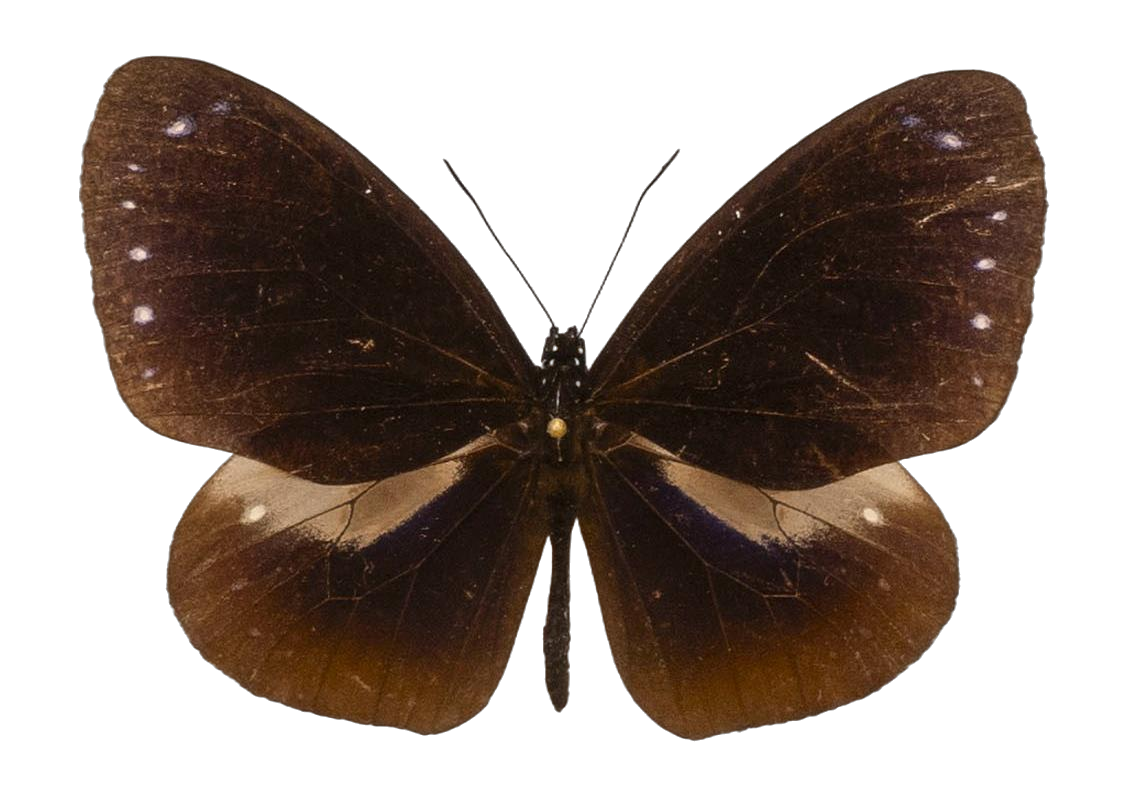 Euploea tulliolus palawana — NYMPHALIDAE/Daninae/_TDR5495.jpg