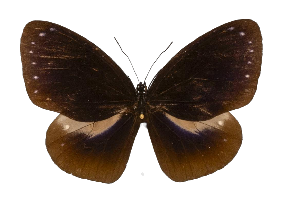 Euploea tulliolus palawana — NYMPHALIDAE/Daninae/_TDR5495.jpg