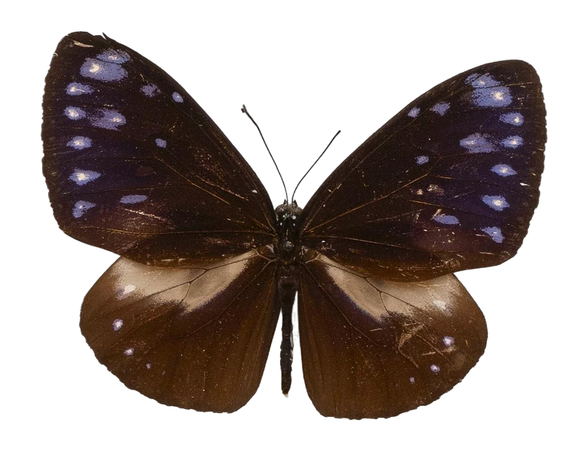Euploea tulliolus dehaani — NYMPHALIDAE/Daninae/_TDR5495.jpg