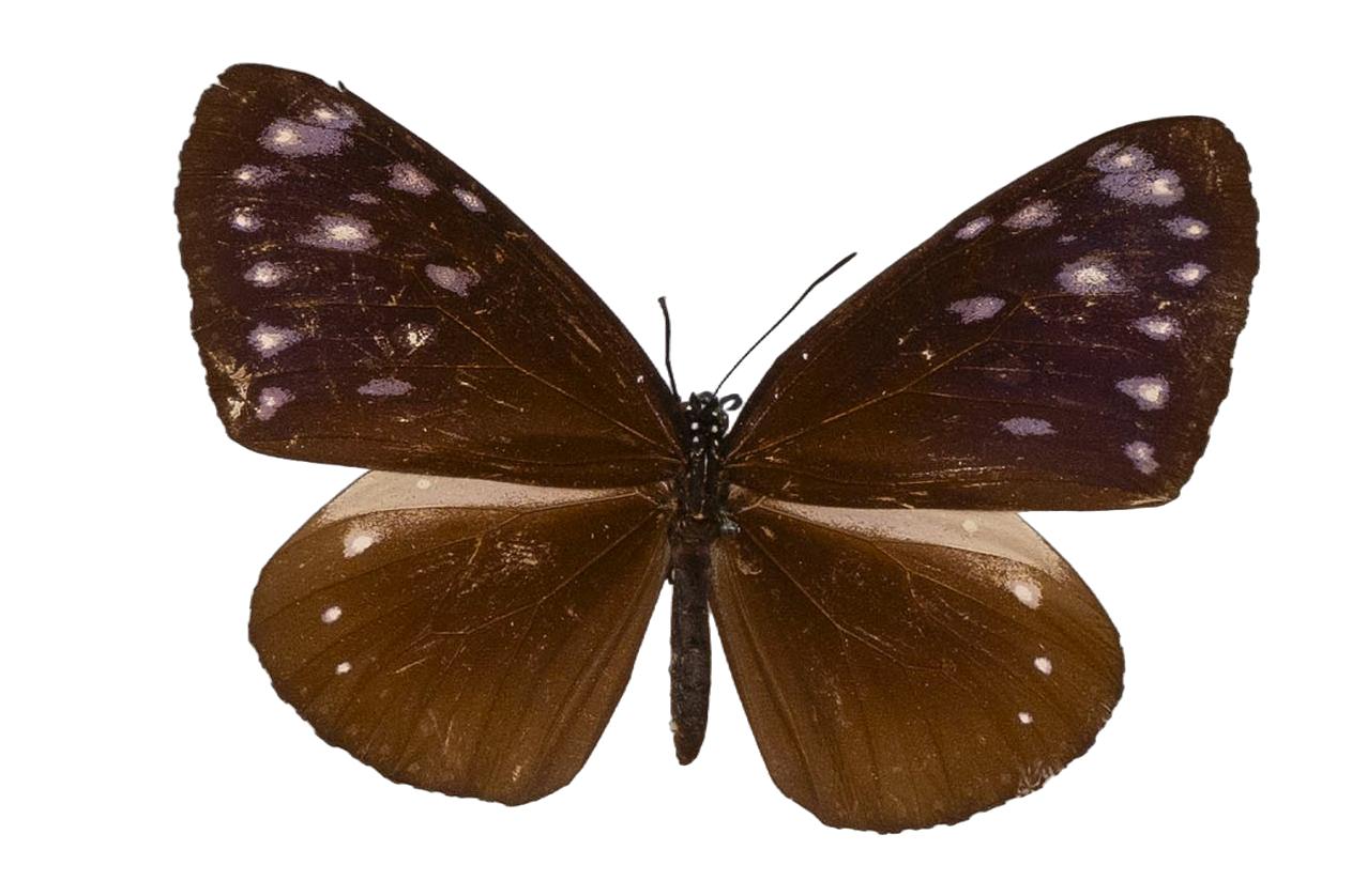 Euploea tulliolus dehaani — NYMPHALIDAE/Daninae/_TDR5495.jpg