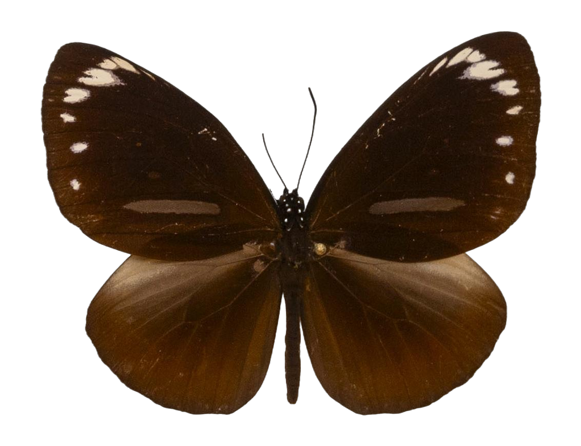 Euploea algea tenebrosa — NYMPHALIDAE/Daninae/_TDR5496.jpg