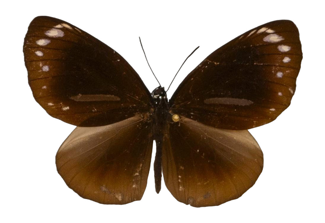 Euploea algea tenebrosa — NYMPHALIDAE/Daninae/_TDR5496.jpg