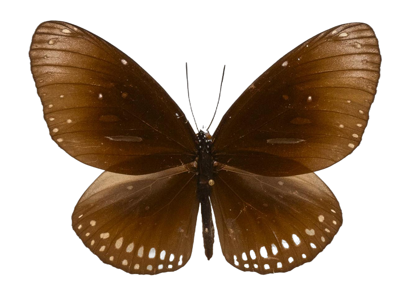 Euploea algea limborgii — NYMPHALIDAE/Daninae/_TDR5496.jpg