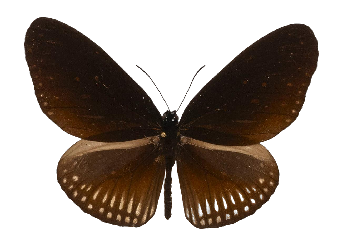 Euploea eyndhovii martinus — NYMPHALIDAE/Daninae/_TDR5496.jpg