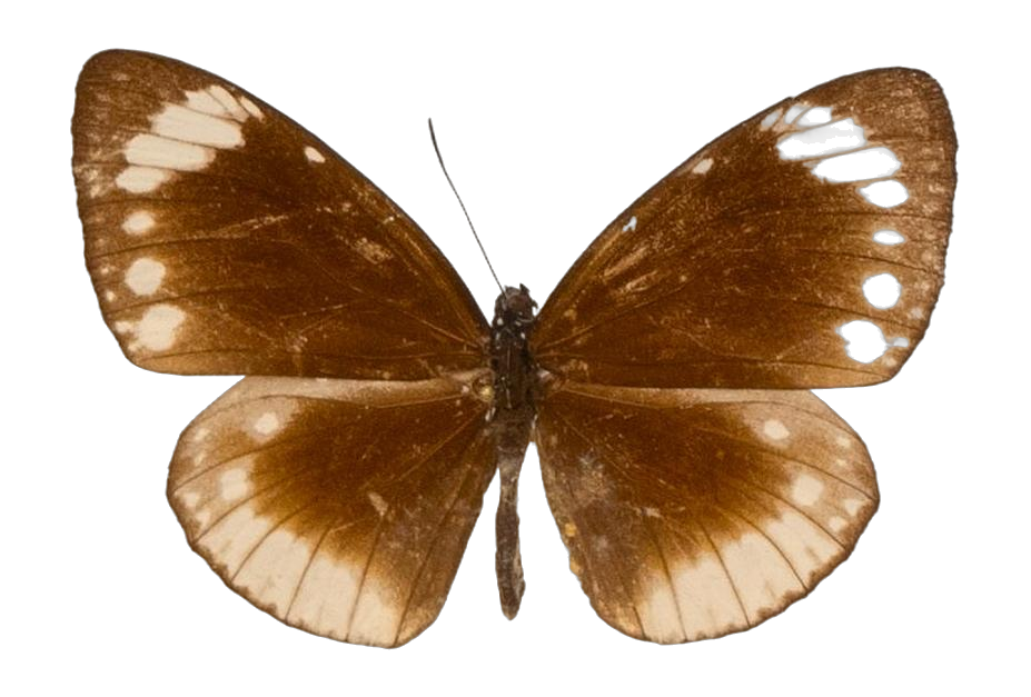 Euploea darchia arisbe — NYMPHALIDAE/Daninae/_TDR5496.jpg