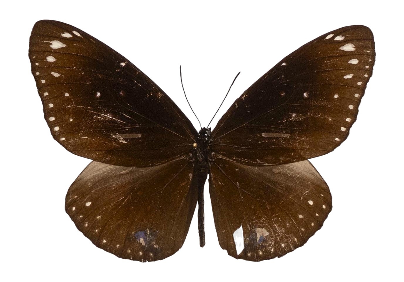 Euploea core amymone — NYMPHALIDAE/Daninae/_TDR5497.jpg