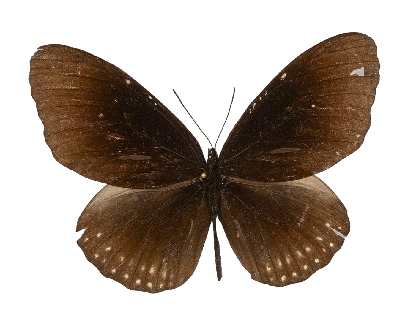 Euploea core amymone — NYMPHALIDAE/Daninae/_TDR5497.jpg