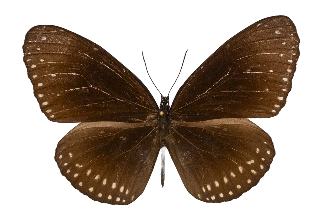 Euploea core amymone — NYMPHALIDAE/Daninae/_TDR5497.jpg